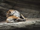 Darujte zvířátko ze zoo