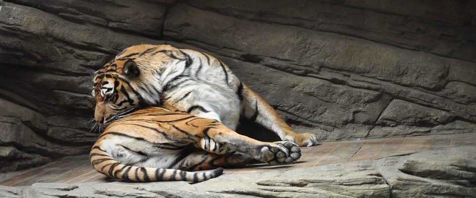 Darujte zvířátko ze zoo