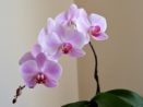 Jak se starat o orchideje