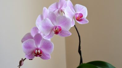 Jak se starat o orchideje