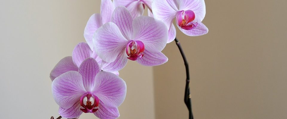 Jak se starat o orchideje