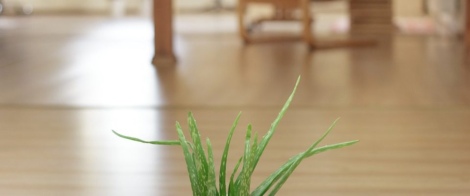 Aloe Vera