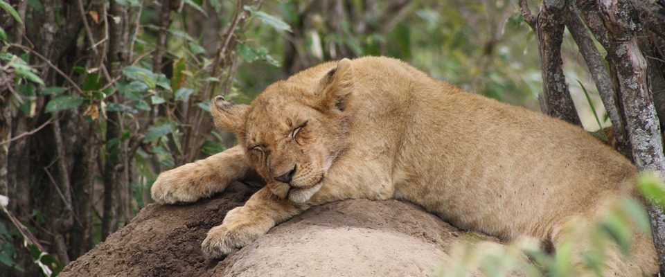 Brněnská zoo