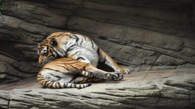 V brněnské zoo chystají novou expozici