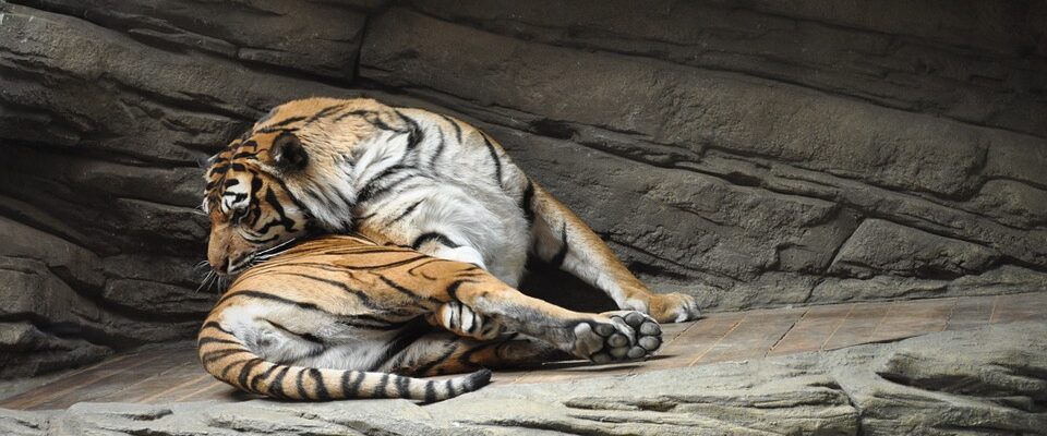 V brněnské zoo chystají novou expozici