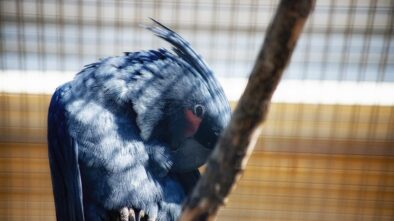 Brněnská zoo slaví úspěch. Odchovala mláďata papouška nestora kea