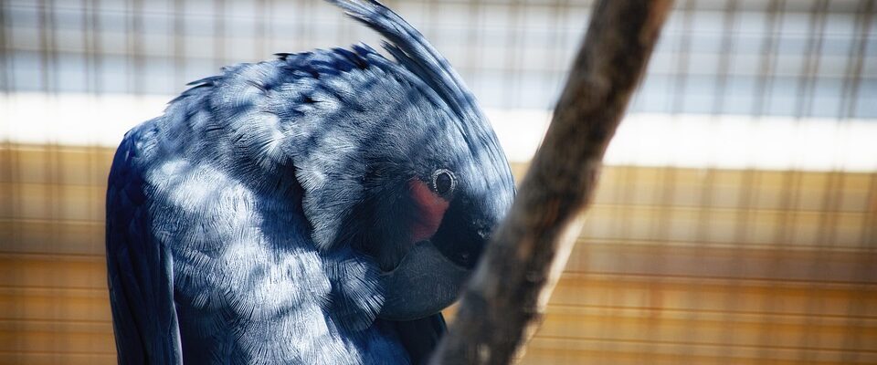 Brněnská zoo slaví úspěch. Odchovala mláďata papouška nestora kea