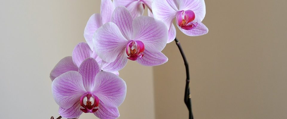 Jak se starat o orchideje